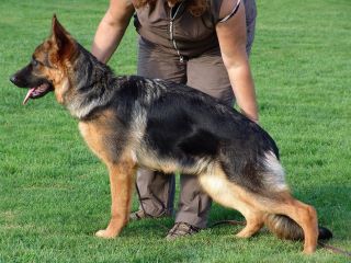 Havanna von Arminius